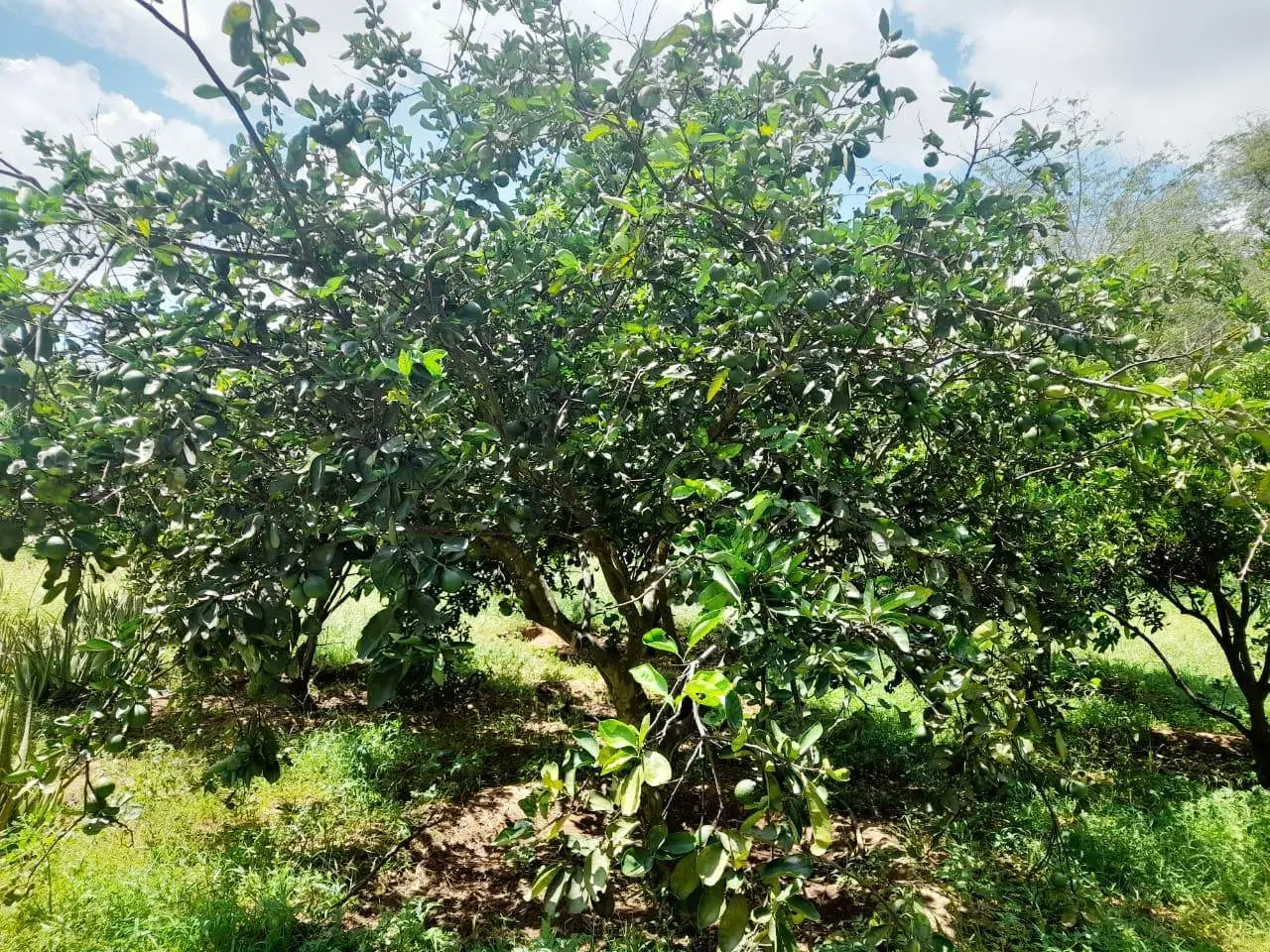 305-Acre Farm with River Frontage in Makueni